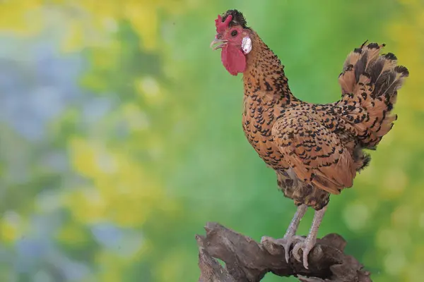 Ein Hahn Ruht Auf Einem Verwitterten Baumstamm Tiere Die Wegen — Stockfoto