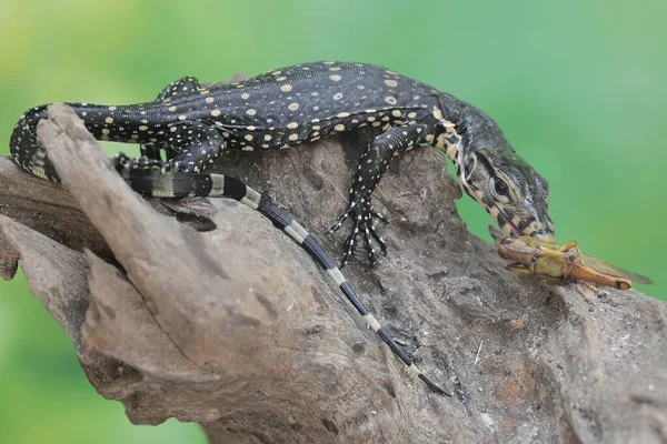 stock image A young salvator monitor lizard is preying on a grasshopper on a rotten tree trunk. This reptile has the scientific name Varanus salvator.