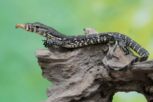 stock image A young salvator monitor lizard is preying on a caterpillar on a rotten tree trunk. This reptile has the scientific name Varanus salvator.