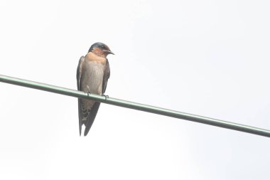 Pasifik kırlangıcı elektrik hattına konur. Bu küçük kuşun bilimsel adı Hirundo Tahitica..