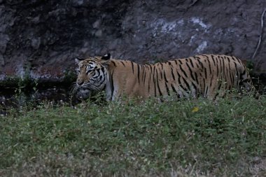 Bir Sumatra kaplanı otlakta avını takip ediyor. Bu büyük etoburun bilimsel adı Panthera tigris sumatrae..