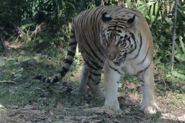 Bir Sumatra kaplanı otlakta avını takip ediyor. Bu büyük etoburun bilimsel adı Panthera tigris sumatrae..