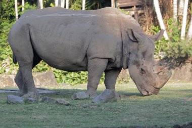 Bir Sumatra gergedanı otlakta ot yiyor. Bu iki boynuzlu gergedanın bilimsel adı Dicerorhinus sumatrensis..