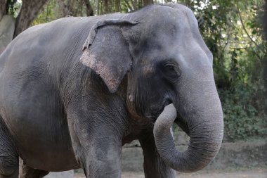 Bir Sumatra fili otlakta ot yiyor. Endonezya 'nın Sumatra Adası' na özgü bu büyük memelinin bilimsel adı Elephas maximus sumatrensis 'dir..