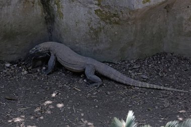 Bir Komodo ejderhası vücut sıcaklığını dengelemek için güneş banyosu yaparak günlük aktivitelerine başlar. Bu büyük sürüngen, bir numaralı yırtıcı, bilimsel adı Varanus komodoensis..