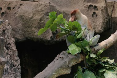 Bir hortum maymunu kuru bir ağaç dalında taze yapraklar yiyor. Bu uzun burunlu primatın bilimsel adı Nasalis larvatus..