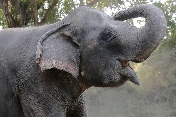 Bir Sumatra fili otlakta ot yiyor. Endonezya 'nın Sumatra Adası' na özgü bu büyük memelinin bilimsel adı Elephas maximus sumatrensis 'dir..