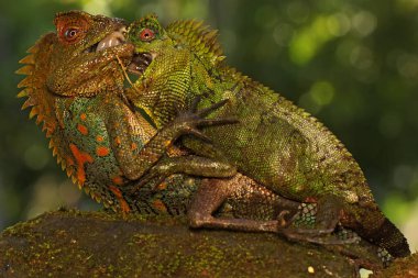 İki orman ejderhası bölge için savaşıyor. Bu sürüngenin bilimsel adı Gonocephalus chamaeleontinus.. 