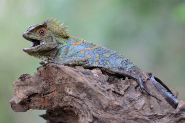 A forest dragon is preying on a cricket on a moss-covered ground. This reptile has the scientific name Gonocephalus chamaeleontinus.