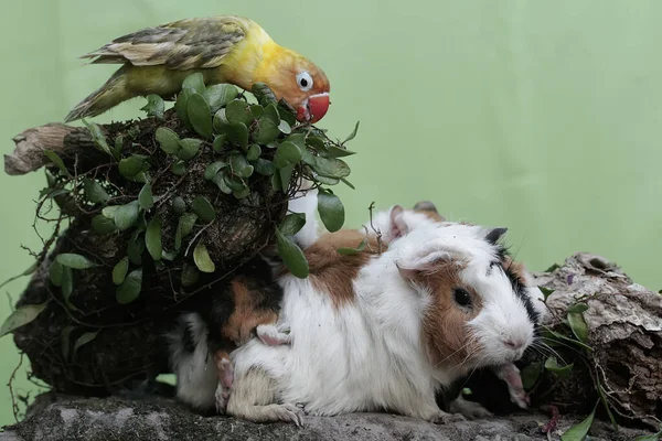 Yetişkin Bir Dişi Kobay Bebekleri Yıpranmış Bir Ağaç Gövdesinde Küçük — Stok fotoğraf