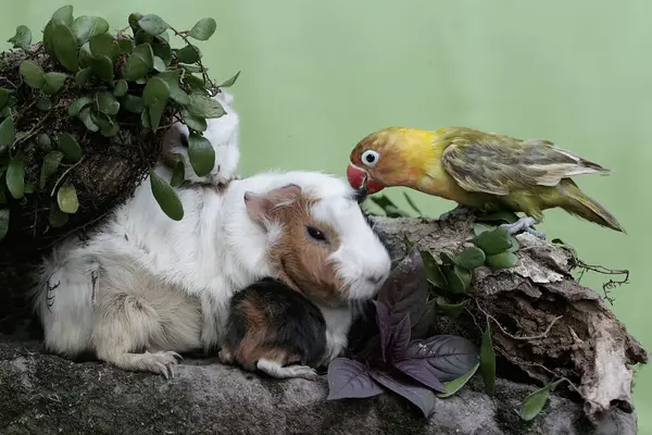 Yetişkin Bir Dişi Kobay Bebekleri Yıpranmış Bir Ağaç Gövdesinde Küçük — Stok fotoğraf