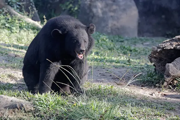 Bir Himalaya kara ayısı çayırda dinleniyor. Bu büyük ve güçlü memelinin bilimsel adı Ursus thibetanus laniger..