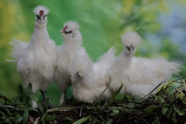 İpeksi dört tavuk yiyecek arıyor. Bu kuşun bilimsel adı Gallus gallus domesticus..