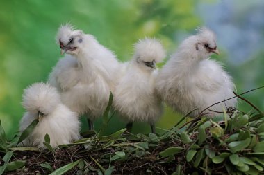 İpeksi dört tavuk yiyecek arıyor. Bu kuşun bilimsel adı Gallus gallus domesticus..