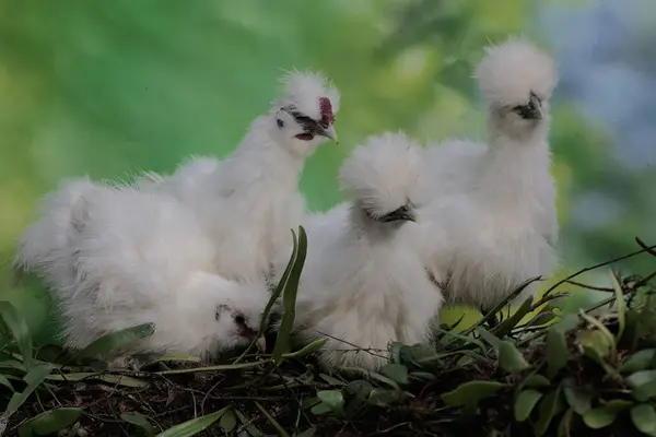 İpeksi dört tavuk yiyecek arıyor. Bu kuşun bilimsel adı Gallus gallus domesticus..