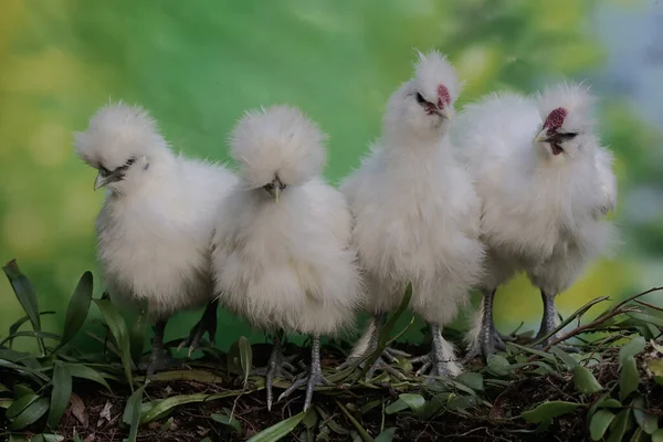 Čtyři Kuřata Hedvábí Bantam Hledají Jídlo Tento Pták Vědecké Jméno — Stock fotografie