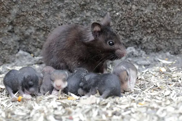 stock image A mother Syrian hamster is breastfeeding her babies. This small mammal has the scientific name Mesocricetus auratus.