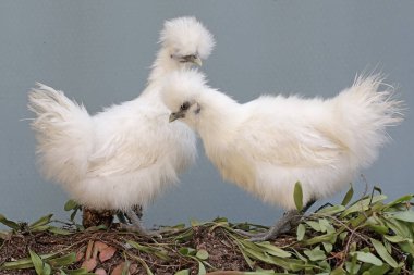 İki dişi ipek bantam tavuğu, epifiz bitkileriyle kaplanmış bir ağaç gövdesinde yiyecek arıyor. Bu kuşun bilimsel adı Gallus gallus domesticus..