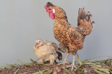Bir tavuk ve bir horoz çürüyen ağaç gövdesinde yemek ararlar. Eti için yetiştirilen hayvanların bilimsel adı Gallus gallus domesticus 'tur..