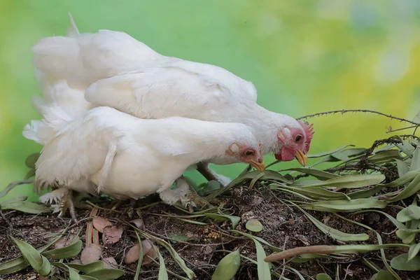 Two white chickens are looking for food on the edge of a small pond. This bird has the scientific name Gallus gallus domesticus.