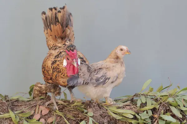 A hen and a rooster look for food on a rotting tree trunk covered with effiphytes. Animals that are cultivated for their meat have the scientific name Gallus gallus domesticus.