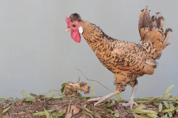 Ein Hahn Mit Einem Kamm Und Schönen Federfarben Sucht Auf — Stockfoto