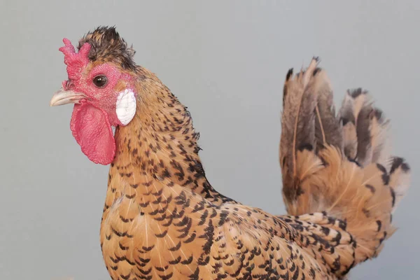 ⬇ Скачать Картинки Galinha Holandesa Bantam, Стоковые Фото.