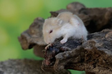 Dişi bir Campbell cüce hamster bebeklerini çürümüş bir bambu ağacının gövdesinde emziriyor. Bu kemirgenin bilimsel adı Phodopus kampbelli..