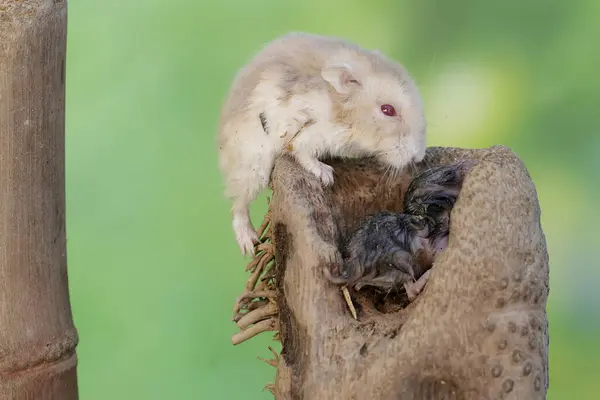 A female Campbell dwarf hamster is nursing her babies on a rotten bamboo tree trunk. This rodent has the scientific name Phodopus campbelli.
