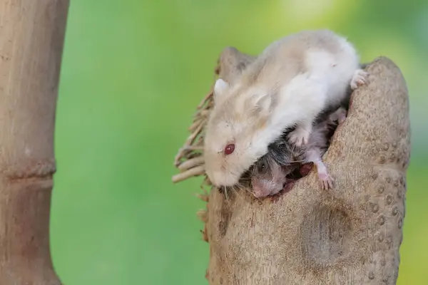 A female Campbell dwarf hamster is nursing her babies on a rotten bamboo tree trunk. This rodent has the scientific name Phodopus campbelli.