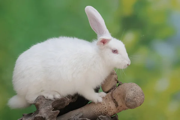 Conejo Descansa Sobre Tronco Árbol Seco Este Roedor Tiene Nombre —  Fotos de Stock