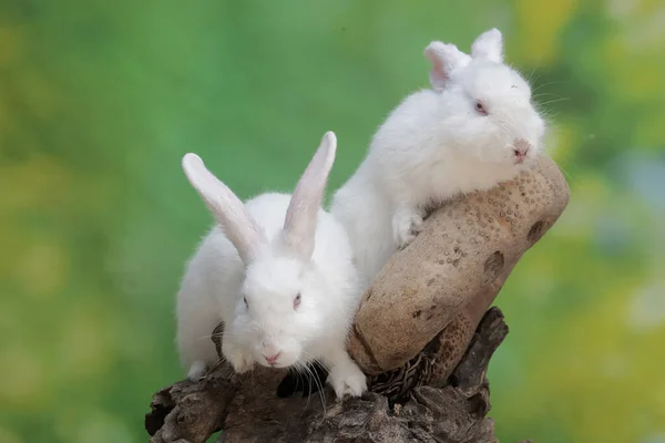 Ένα Ζευγάρι Κουνελιών Αναπαύονται Έναν Ξηρό Κορμό Δέντρου Αυτό Τρωκτικό — Φωτογραφία Αρχείου