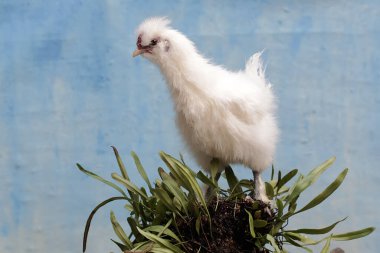 Dişi bir ipek bantam tavuk, epifiz bitkileriyle kaplanmış bir ağaç gövdesinde yiyecek arıyor. Bu kuşun bilimsel adı Gallus gallus domesticus..