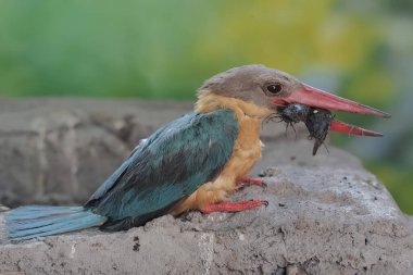  Leylek gagalı Kingfisher nehir kıyısındaki kuru bir ağaç gövdesinde kedi balığı avlıyordu. Güçlü ve uzun gagalı bu etobur kuşun bilimsel adı Pelargopsis capensis..