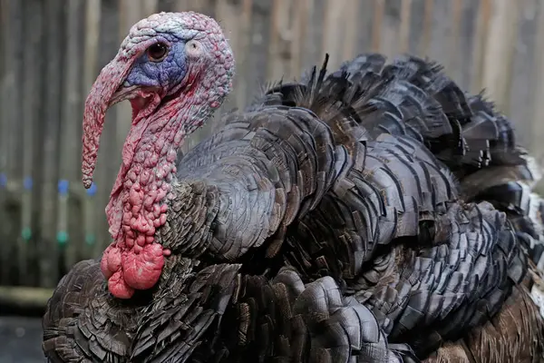 The dashing and muscular face of a male turkey. This animal commonly cultivated by humans has the scientific name Meleagris gallopavo.