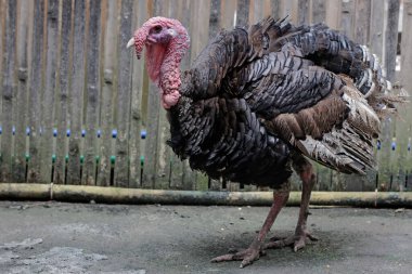 Erkek bir hindinin cesur ve kaslı yüzü. İnsanlar tarafından yetiştirilen bu hayvanın bilimsel adı Meleagris Dörtnala.