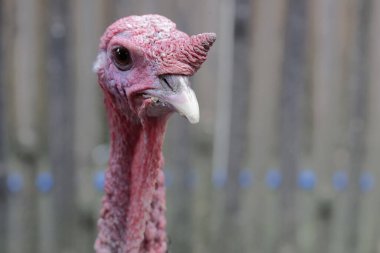 Erkek bir hindinin cesur ve kaslı yüzü. İnsanlar tarafından yetiştirilen bu hayvanın bilimsel adı Meleagris Dörtnala.