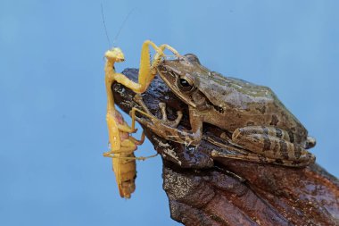 Sıradan bir ağaç kurbağası kuru bir ağaç gövdesinde dua eden sarı bir peygamber devesini avlamaya hazırdır. Çizgili ağaç kurbağası olarak da bilinen kurbağanın bilimsel adı Polypedates löcomystax 'tır..