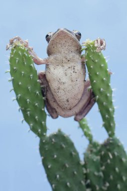 Sıradan bir ağaç kurbağası kaktüs ağacının gövdesinde dinleniyor. Çizgili ağaç kurbağası olarak da bilinen kurbağanın bilimsel adı Polypedates löcomystax 'tır..