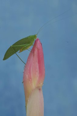 Uzun bacaklı bir çekirge kır çiçekleriyle besleniyor. Bu böceğin bilimsel adı Mecopoda nipponensis..