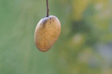 Ağaçtaki olgun bir mango meyvesi parlak sarıdır. Bu tatlı meyvenin bilimsel adı Mangifera indica.