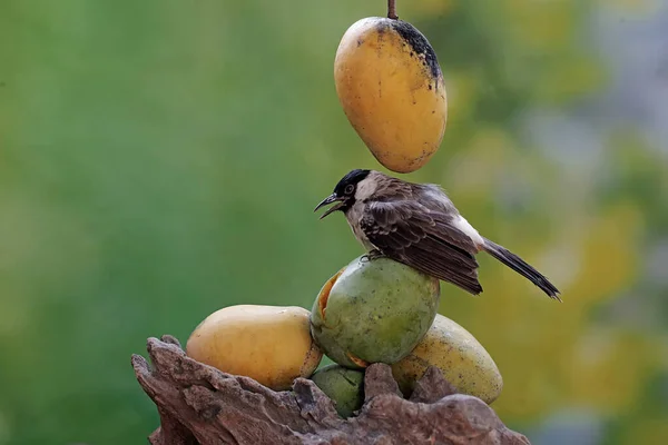 A sooty-headed bulbul is eating a mango fruit that fell on a rotten tree trunk. This bird has the scientific name Pycnonotus aurigaster.