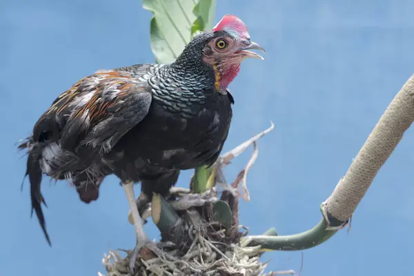 Manlig Grön Javanesisk Djungelfågel Letar Efter Mat Anthuriumväxt Denna Vackra — Stockfoto