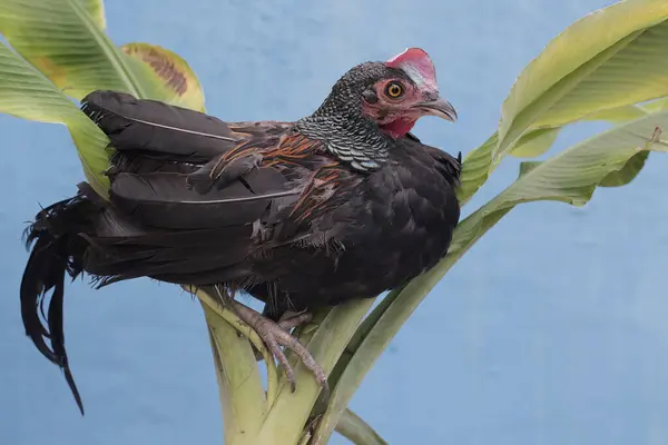 Manlig Grön Javanesisk Djungelfågel Letar Efter Mat Ett Ungt Bananträd — Stockfoto
