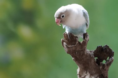 Bir aşk kuşu yıpranmış bir ağaç gövdesine tünemiş. Gerçek aşkın sembolü olarak kullanılan bu kuşun bilimsel adı Agapornis fischeri..