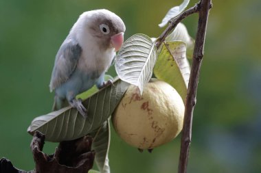 Bir muhabbet kuşu guava ağacı dalında yiyecek arıyor. Gerçek aşkın sembolü olarak kullanılan bu kuşun bilimsel adı Agapornis fischeri..