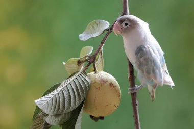 Bir muhabbet kuşu guava ağacı dalında yiyecek arıyor. Gerçek aşkın sembolü olarak kullanılan bu kuşun bilimsel adı Agapornis fischeri..