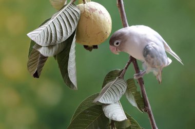 Bir muhabbet kuşu guava ağacı dalında yiyecek arıyor. Gerçek aşkın sembolü olarak kullanılan bu kuşun bilimsel adı Agapornis fischeri..