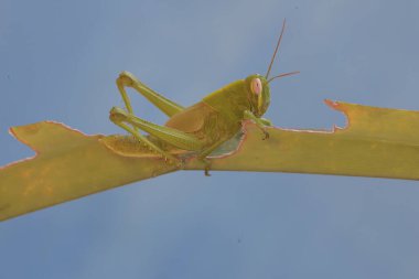 Parlak yeşil renkli genç bir çekirge pandan yaprakları yiyor. Bu böcekler taze yaprak, çiçek ve meyve yemeyi severler..