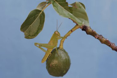 Parlak yeşil renkli genç bir çekirge genç bir avokadoyu yiyor. Bu böcekler taze yaprak, çiçek ve meyve yemeyi severler..
